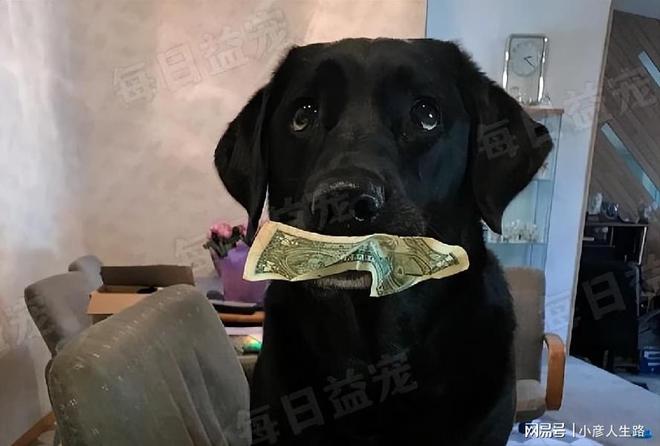 tp钱包怎么买狗狗币_钱包狗狗币_狗狗币钱包dogecoin