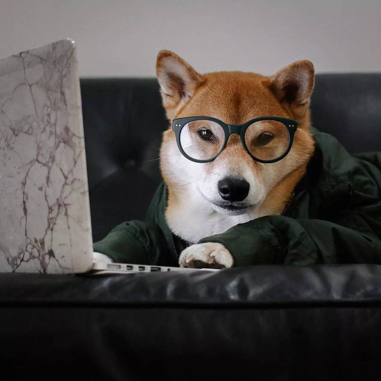 狗狗币提现到imtoken_狗狗币怎么提现到tp钱包_狗狗币钱包转账手续费