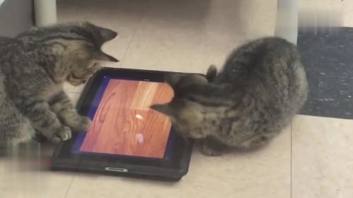 解压猫咪游戏手机安卓2024官方版v1.0.0 