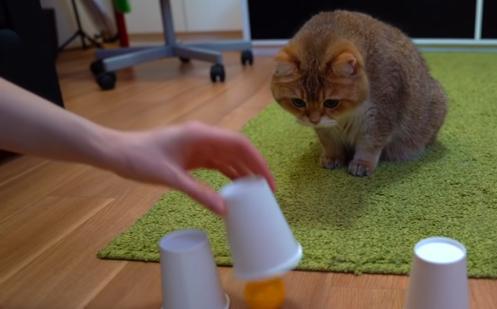 贪玩猫游戏交易最新版下载v1.1.0 