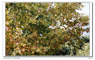 泡泡大作战游戏手机游戏 