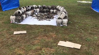 抖音游戏夸父追日最新版 