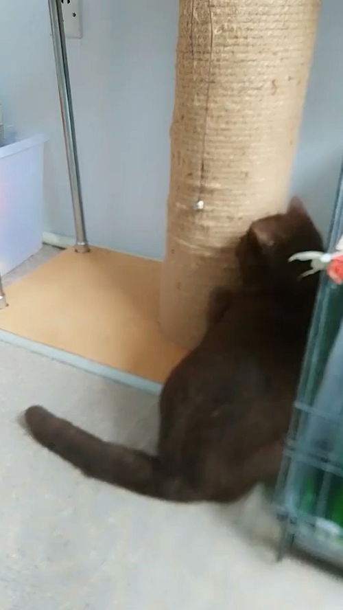 贪玩猫游戏交易最新版下载v1.1.0 